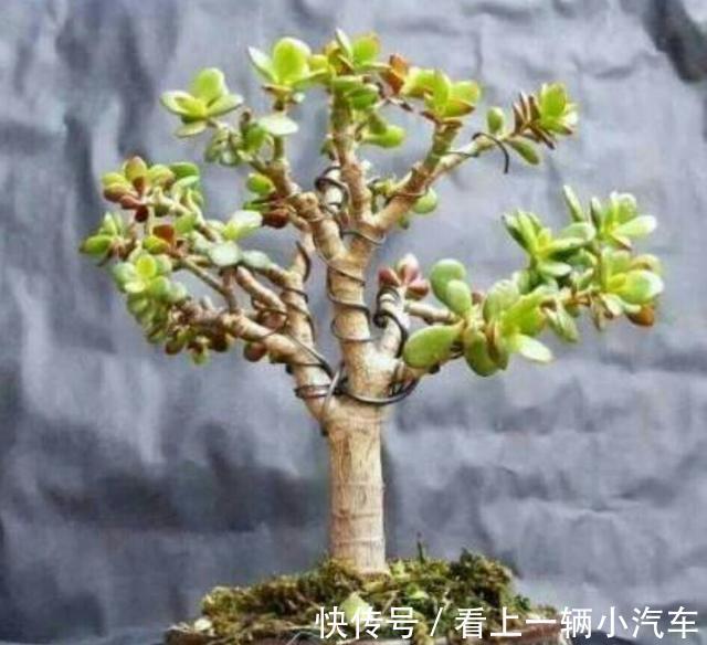 养玉树的4个修剪“姿势”,记住一个就够,不然越养越难看