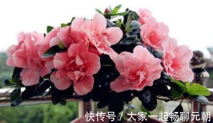 谁见了都喜欢的4种花,好养又漂亮,花香四溢飘满屋,美爆了