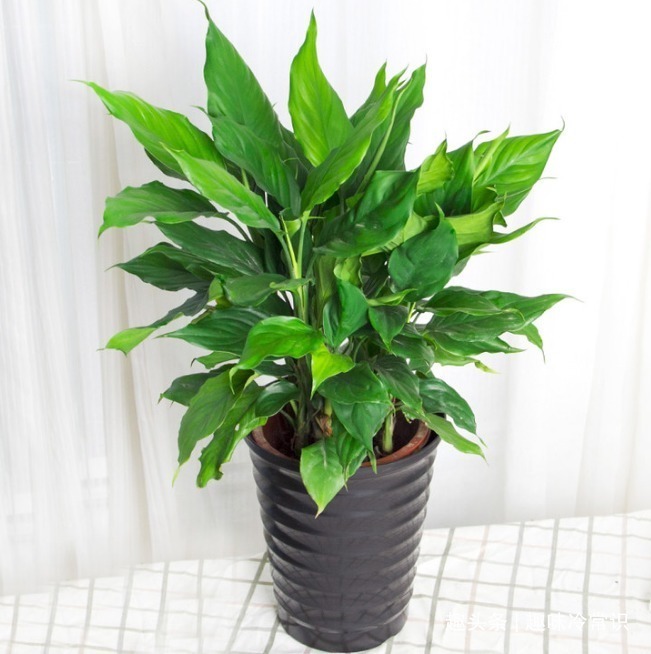 铜钱草|这五种喜欢水的植物,随便浇水都不怕,适合新手养