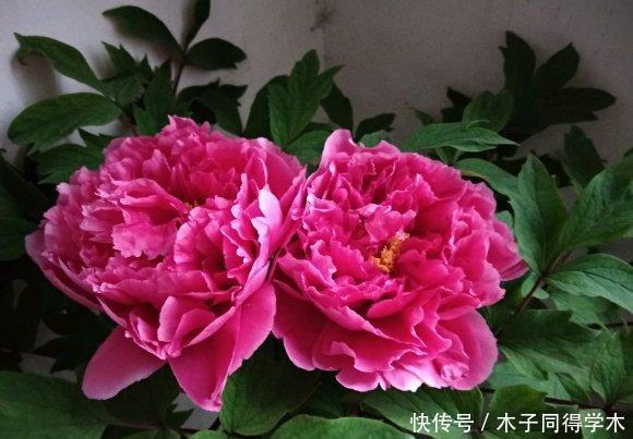 花树|4种“富贵花”,越养越值钱,价值上万元,能换很多“养老钱”