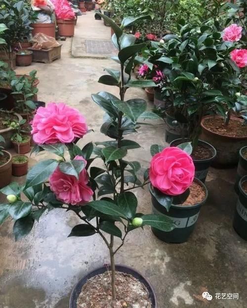 茶花难养活,问题出在这三点,多做2步,迎刃而解