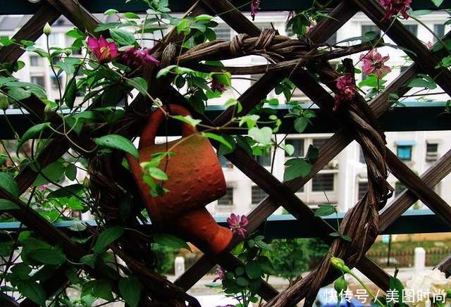 50㎡露台打造“空中花园”,每天看着精心培育的花儿,惬意啊!