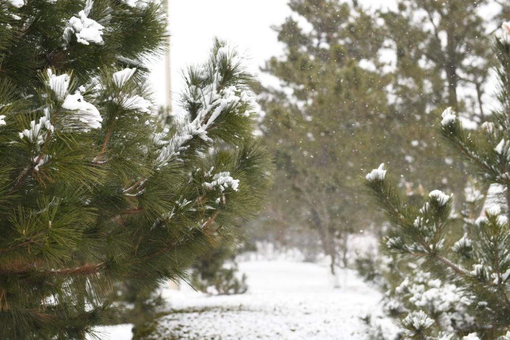 瑞雪来临，福至南海