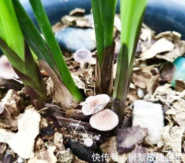 兰花盆内长蘑菇的原因,及对兰花的影响,和处理方法!