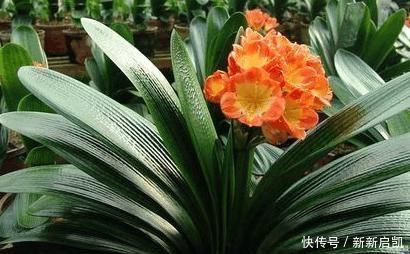 婆婆在家种了10年君子兰,没想根茎比我手臂还粗开花开得好奇怪