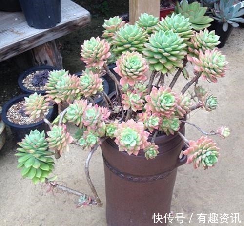 复合肥|多肉植物爱吃2种肥,根系健壮,叶子肥厚,养成老桩