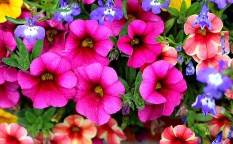 几种花卉超好养,花大色艳胜玫瑰,沾点水就疯长,开花勤还爱爆盆