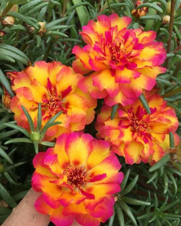 7种花公认好养，几乎养不死，看看你家有没有