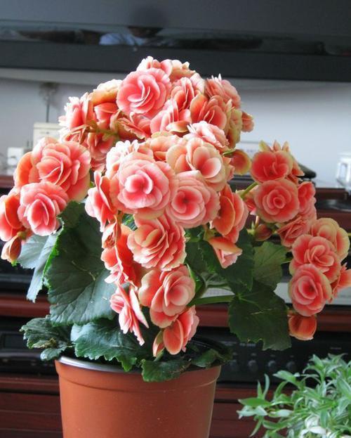 郁金香|6月养花有讲究,4种花再喜欢也别买,难度夏白费力浪费钱