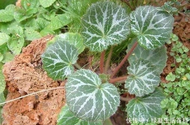 叶子|农村有种叶子,形似荷叶,却是名贵药材,清热解毒,湿气一扫而光