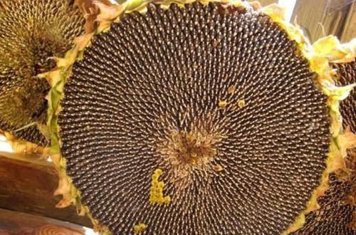  ά����E|������һЩ�����ӣ���̫������ů�������ģ���һ�β�Ҫ�Թ������