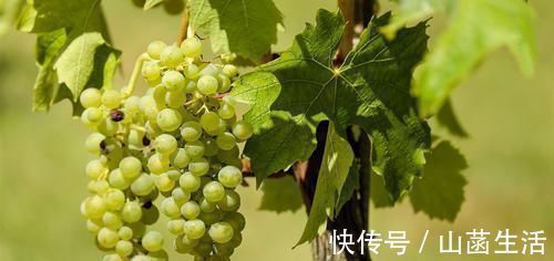 克星|失眠的“克星”终于找到,泡水时加一些,睡得香白天精神好