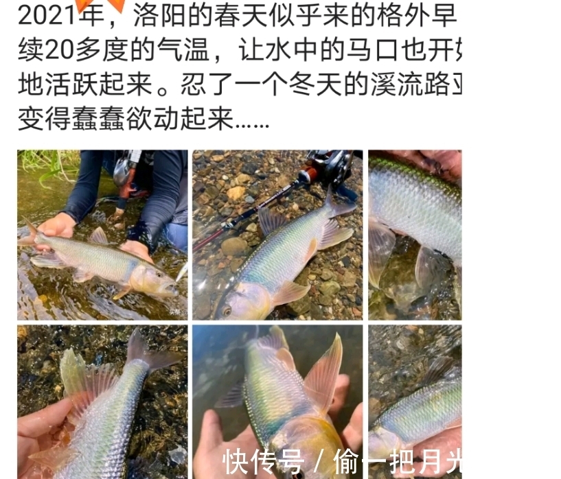 放生|河南钓鱼人钓获罕见“巨型马口鱼”，体长近50公分，随后放生