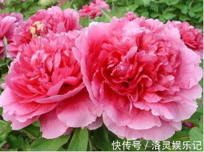 几种最漂亮的花,不输牡丹月季,花香四溢,四季开花