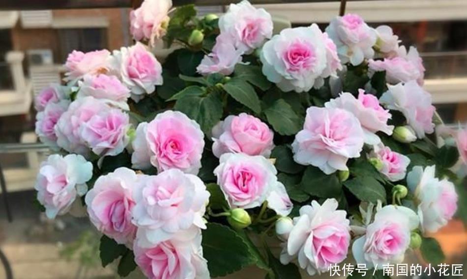 妖娆|夏天最火的4种花,好养又漂亮,花姿妖娆,四季繁花似锦,美