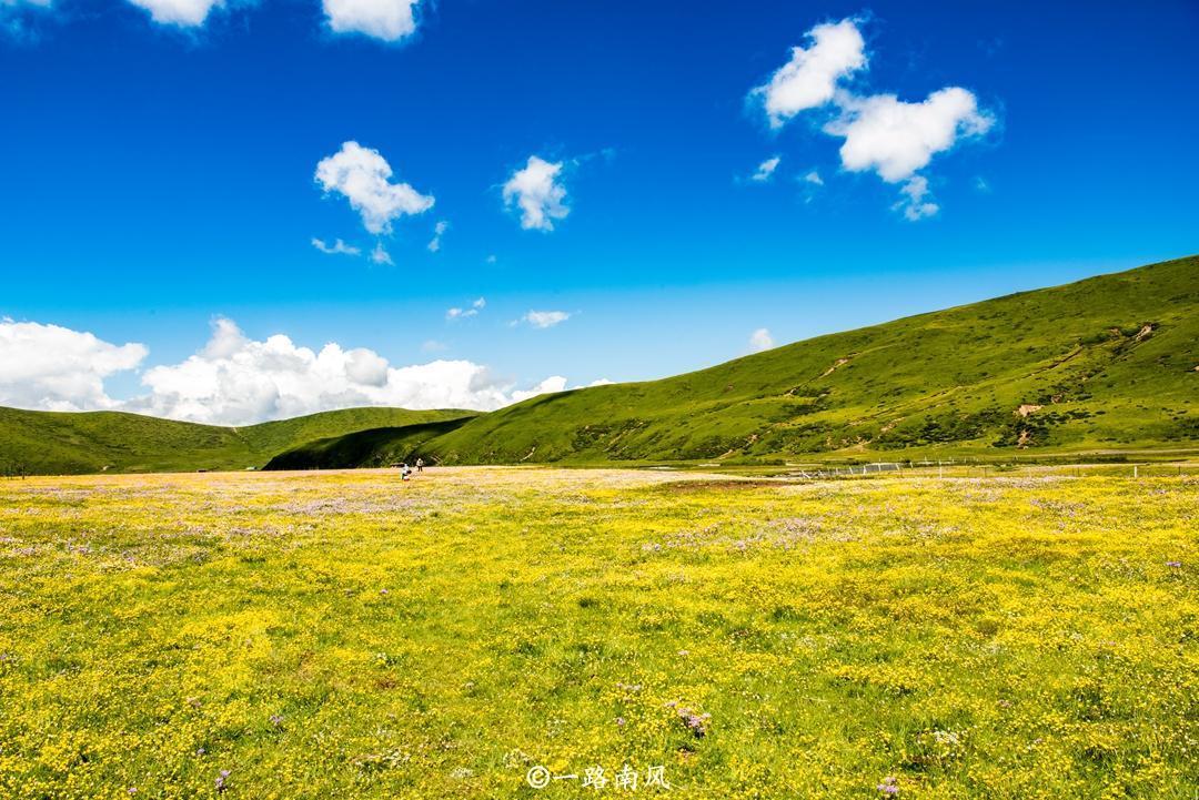 么塘花海|四川阿坝有片花海，游客不远千里前来观光，连称“太美了”！