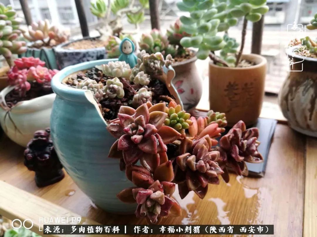 时光荏苒,种肉赏肉已成了生活中不可缺少的一部分!