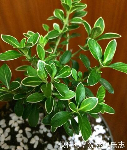 盆景|喜欢盆景就养它,1个枝能扦插,6月开花多又美,美过金枝玉叶