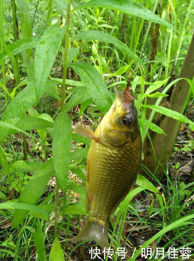 西南风|野钓小技巧浮漂做一个小改动,惊鱼几率大降