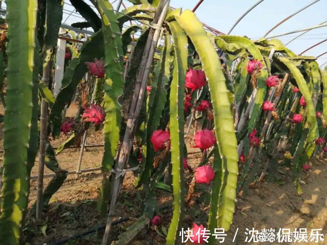 枝条|大粗杆插土里,7天生根,当年结果压弯枝,不用买水果了!