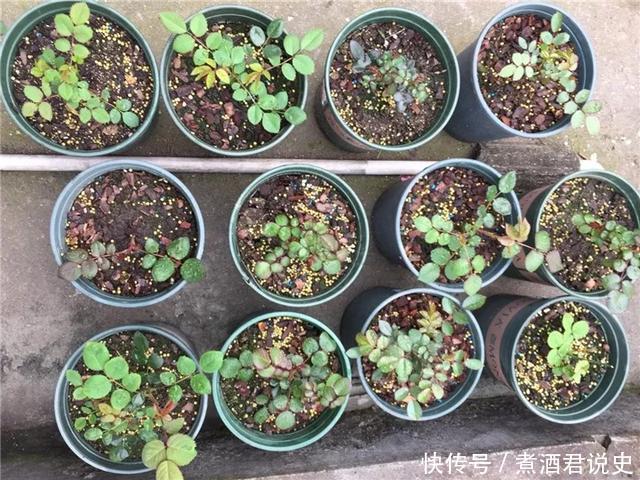 多菌灵|扦插最佳时期到了,有这花赶紧插,沾土就能活!