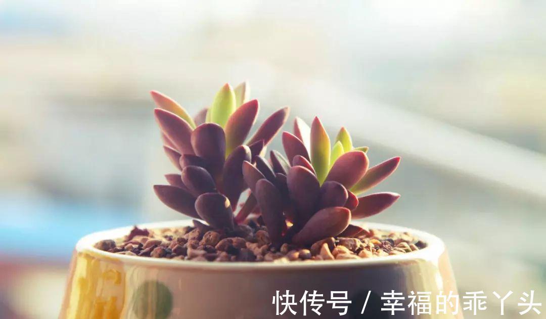 难怪刚入手的多肉会死，换盆时注意这4点，多肉一栽就活