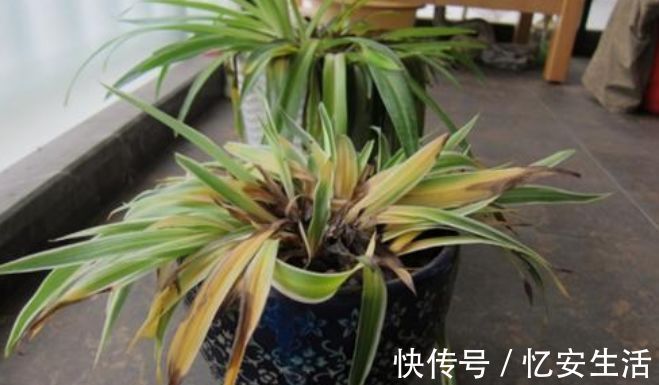 家中“5个”位置不能养花,要么黄叶又烂根,快搬走,才能长得旺