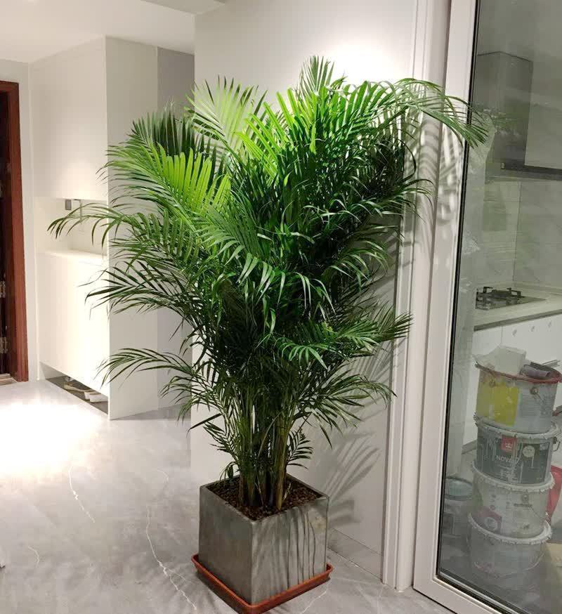 4种花能观赏能“养人”，建议养几盆，好看又利于健康