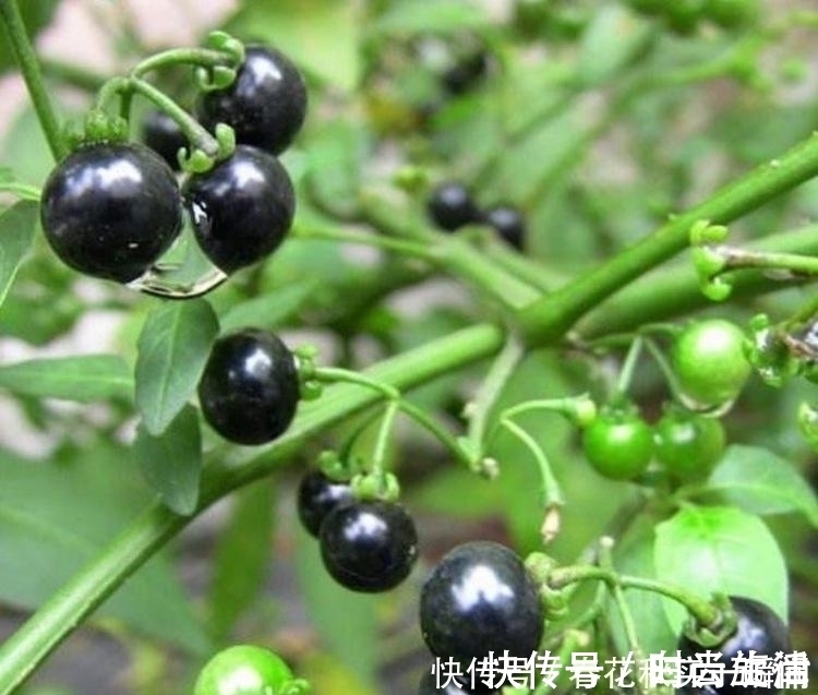 野生植物|1种长在路边的“杂草”,叶可吃、果可吃全身是宝,价值珍贵