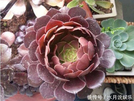 休眠期|7月,多肉到了休眠期,注意“2件事”,秋季变得越来越美,状态佳