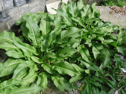 大黄|生长在河边的“野菠菜”,能够乌黑头发治脚气,价值很高