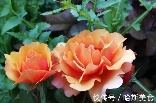 此花，比茶花漂亮，比茉莉清香，每年花开长达200天，值得拥有