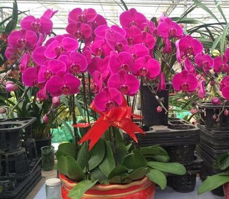 尽量别买3种花,拿回家落花,掉蕾严重,很难伺候