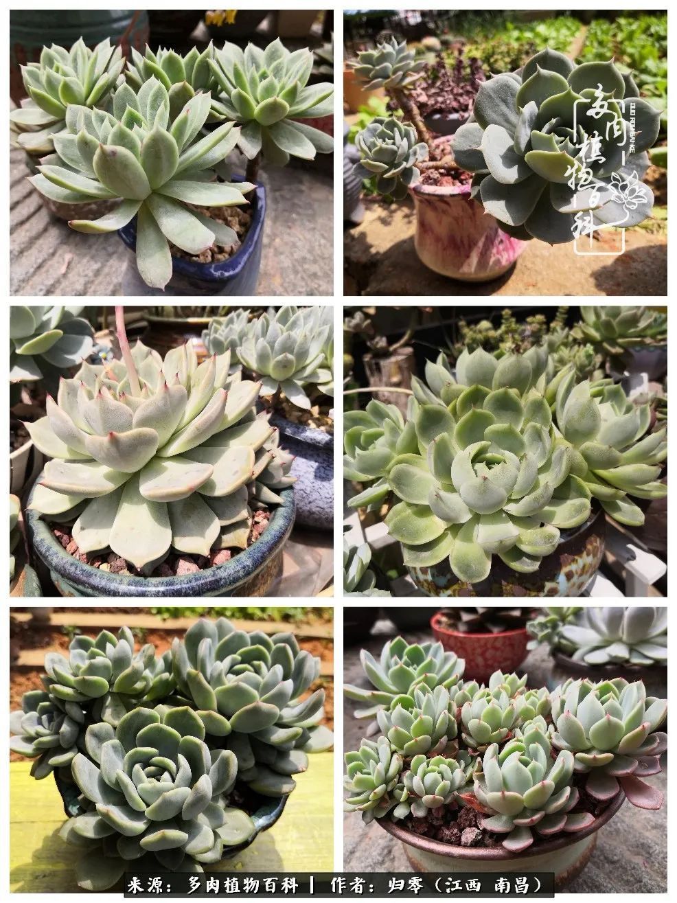 肉肉|人生转个弯,在小院遇见落入凡间的多肉小精灵!