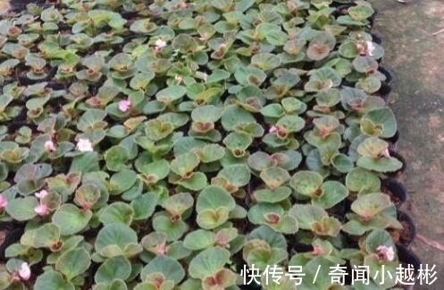 四季海棠|养盆这一种花,遇土就活,四季开花,种一盆,开一年,美过绿萝!