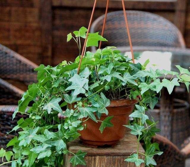 绿植|卫生间湿气大异味重,养这几盆花,有害气体吸光,变成绿森林