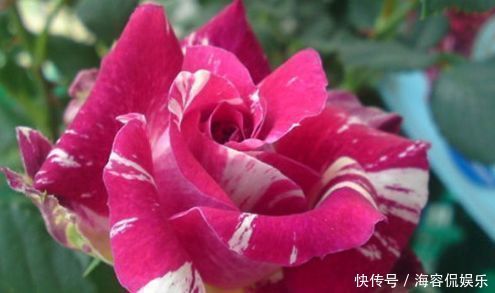 玛丽玫瑰|喜欢菊花，不妨试试“珍稀玫瑰”苹果挞玫瑰，粉黛佳人，高贵艳丽