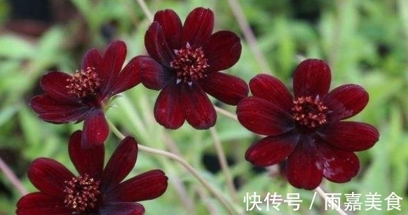 大家见过紫红色的菊花吗?具有淡淡的巧克力香气,观赏性价值极高