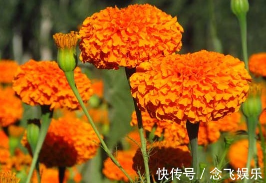 养花养不活，总是挂掉，不如养这些花卉，放在阳台姹紫嫣红，超美