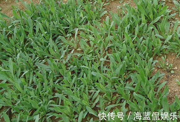 披针形|一种野草,酷似“面条”,价值比较大,可以煮面条吃,止血是一绝