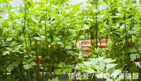 20cm|3种蔬菜,有着很高的“抑癌率”,阳台盆栽上几盆,越吃越健康