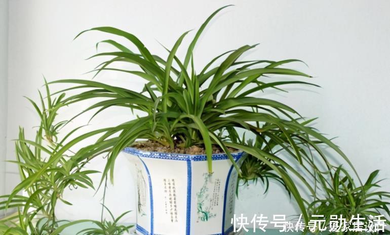 隐患|家里有这4种土,别单独拿来养花,隐患大,又生虫又烂根