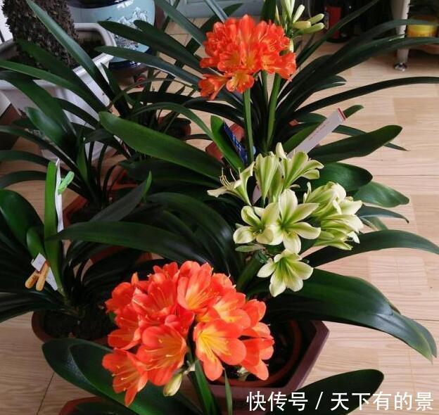 养出|张大爷养花,用“2种水”轮流浇,没想到,1年养出漂亮“小花园”