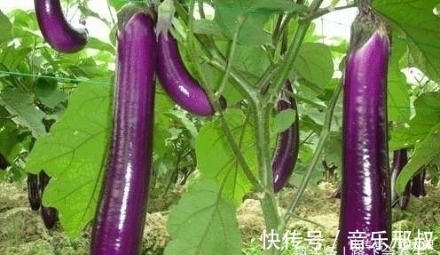 此物|吃完茄子一小时之内,不能碰此物,偏偏很多人犯错误,早知早好