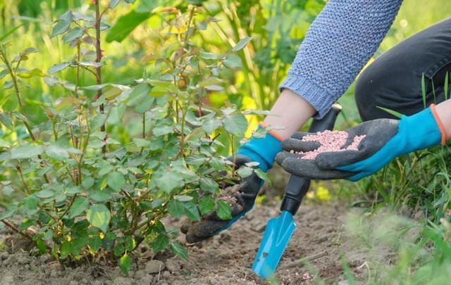 月季|五月修剪月季花,3个技巧掌握好,下一茬开花更劲爆
