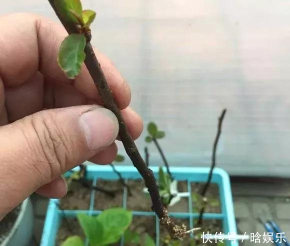 天热了就插4种花，生根快长势好，一插一大盆