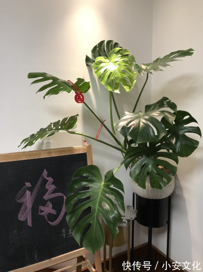 花花|适合放在办公室的花,净化空气一把手,路边三块钱就能买一盆