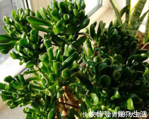 筒叶花月|多肉筒叶花月怎么养教你3个小妙招，养出翠绿又旺盛的筒叶花月