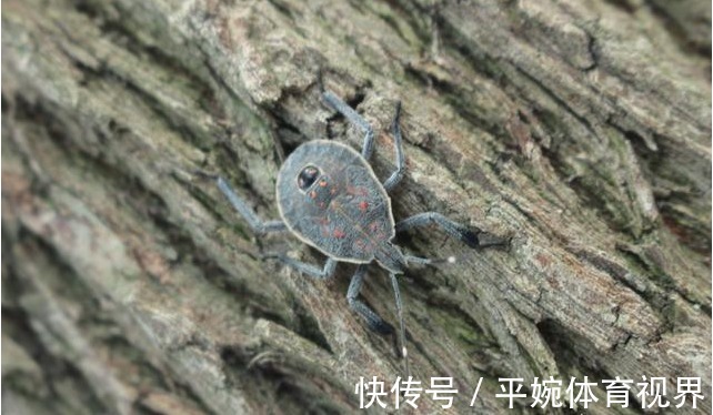 臭板虫|一些农村树上的臭板虫卖到好几百块钱一斤,为何?有啥作用?