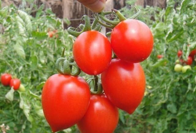 救星|此4物是痛风患者的救星,常吃尿酸不再扰,降酸效果杠杠的